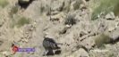 فیلمی نایاب از پرنده افسانه‌ای ایران هما