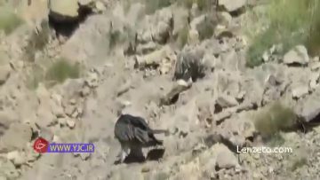 پرنده همای ایرانی thumbnail