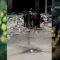 Shelik-hd_(new) thumbnail
