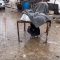 wissamgaza__2023-12-13T103943.000Z thumbnail