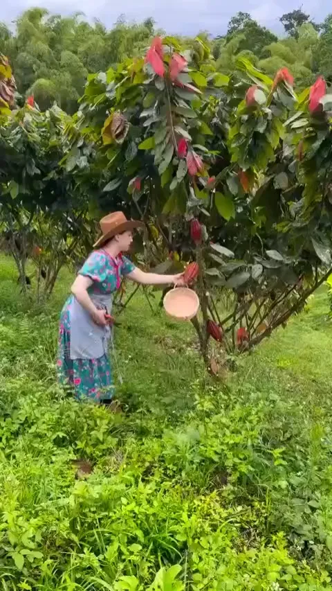 تبدیل میوه شکلات به کاکائو